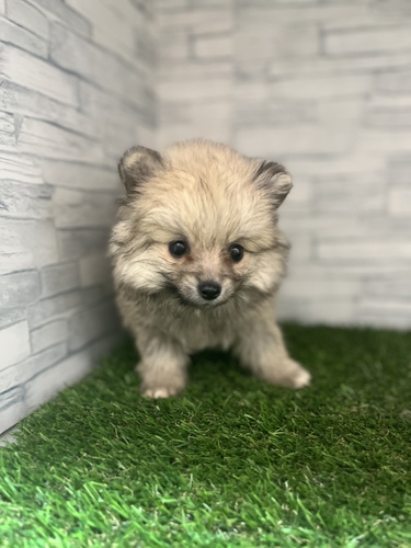 ポメラニアン 犬の販売・譲渡 9138 超超激かわウルフセーブル