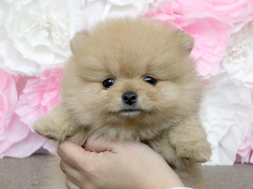 ポメラニアン 犬の販売・譲渡 9140 ご家族決定・ありがとうございました。