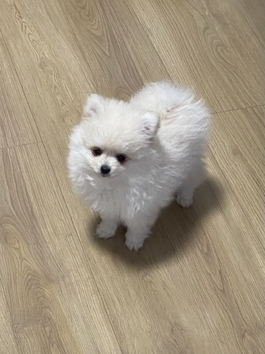 ポメラニアン 犬の販売・譲渡 9146 期間限定!やんちゃな男の子