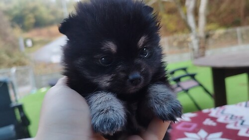 ポメラニアン 犬の販売・譲渡 9153 ブラックタン 女の子