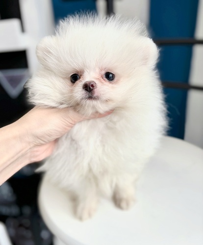 ポメラニアン 犬の販売・譲渡 9155 めちゃくちゃ鼻短い