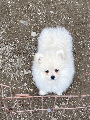 ポメラニアン 犬の販売・譲渡 9157 ゴールデンウイーク価格!モコモコポメ
