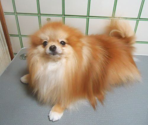 ポメラニアン 犬の販売・譲渡 9158 終了