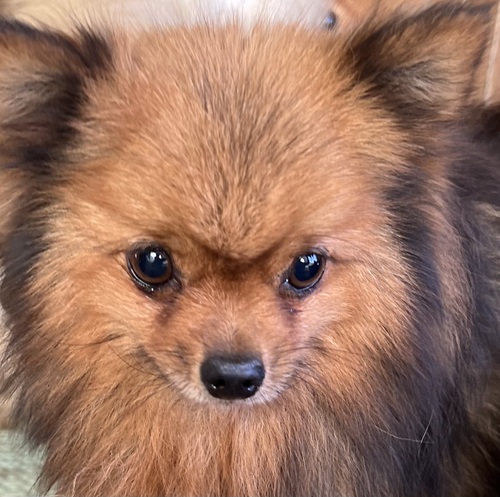 ポメラニアン 犬の販売・譲渡 9163 ポメラニアンの引退犬