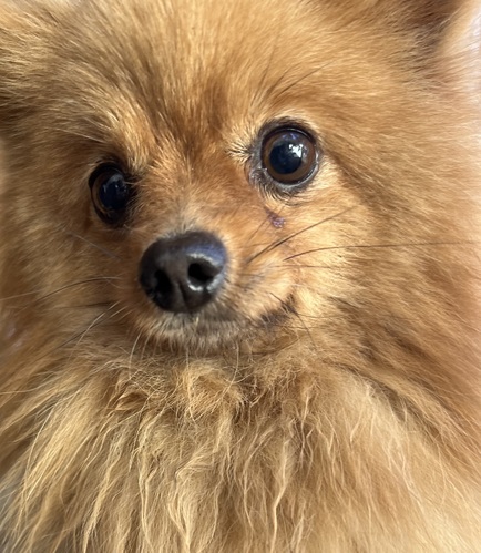 ポメラニアン 犬の販売・譲渡 9164 ポメラニアン