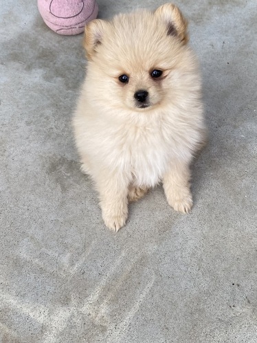 ポメラニアン 犬の販売・譲渡 9165 元気な女の子