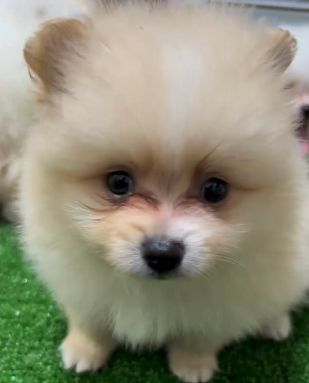 ポメラニアン 犬の販売・譲渡 9172 【沢山可愛がって♪】子犬ちゃん達の動画公開中!