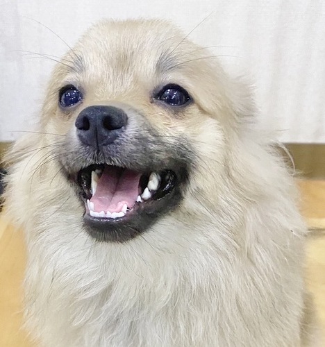 里親様募集中 犬の販売 9174