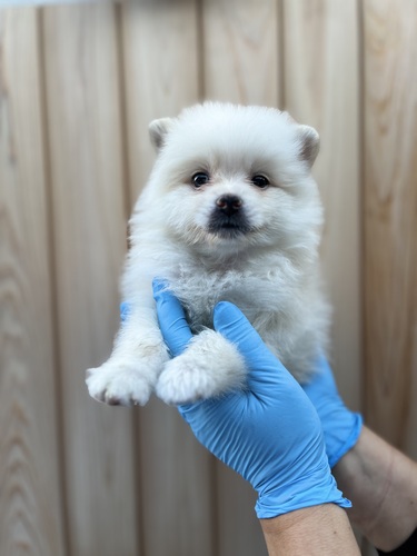 ポメラニアン 犬の販売・譲渡 9176 ふわふわベビーフェイス