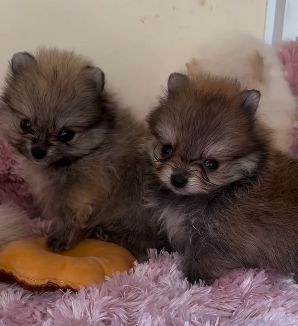 ポメラニアン 犬の販売・譲渡 9177 【優良ブリーダー直販】マイクロポメちゃん♪