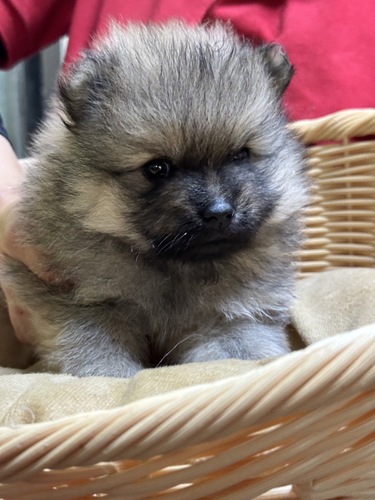 ポメラニアン 犬の販売・譲渡 9178 ポメラニアン