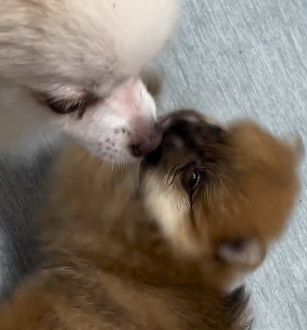 ポメラニアン 犬の販売・譲渡 9184 【優良ブリーダー直販】ティーカップポメホワイト♪