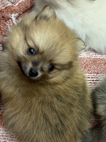 ポメラニアン 犬の販売・譲渡 9187 出産ラッシュため格安販売!!