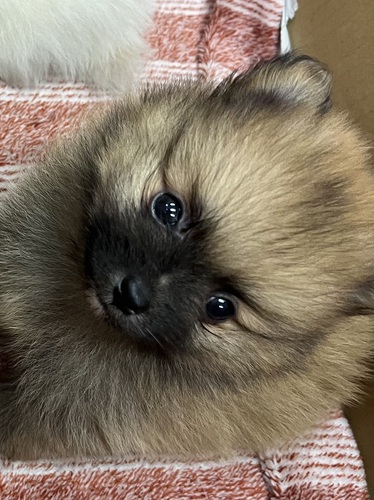 ポメラニアン 犬の販売・譲渡 9188 出産ラッシュため格安販売!!