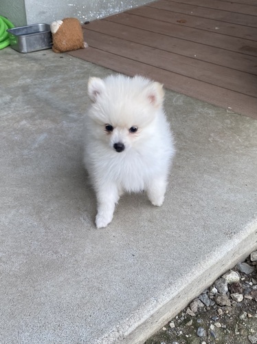 ポメラニアン 犬の販売・譲渡 9191 やんちゃで元気な男の子