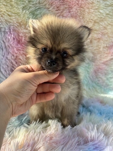 ポメラニアン 犬の販売・譲渡 9195 小ぶりの女の子
