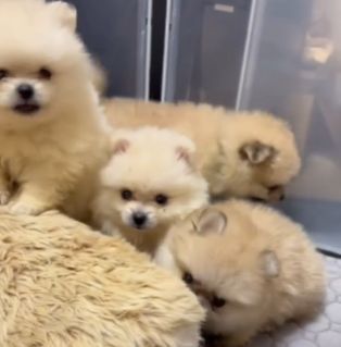 ポメラニアン 犬の販売・譲渡 9199 【全て込み♪】生後51日動画更新しました!