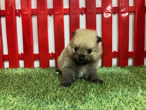 ポメラニアン 犬の販売・譲渡 9200 飼い主様が決定致しました。