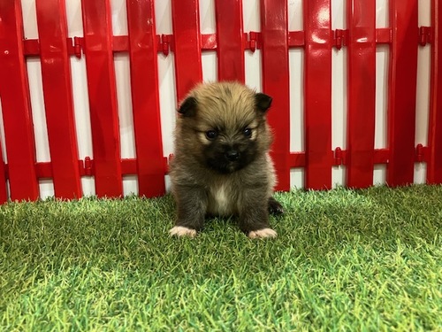ポメラニアン 犬の販売・譲渡 9201 ヨチヨチ歩き始めました男の子