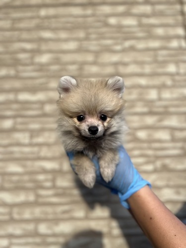 ポメラニアン 犬の販売・譲渡 9206 ミニミニサイズな男の子