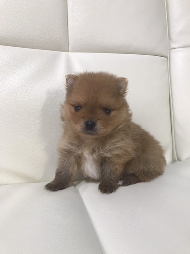 ポメラニアン 犬の販売・譲渡 9209 童顔のポメラニアンの男の子
