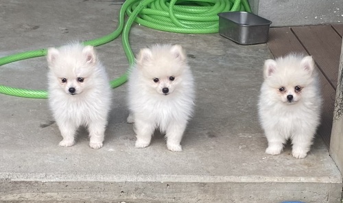 ポメラニアン 犬の販売・譲渡 9211 期間限定!小さめポメラニアン男の子