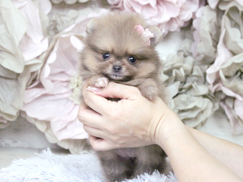 ポメラニアン 犬の販売・譲渡 9212 ご家族が決定しました。ありがとうございました。
