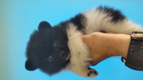 ポメラニアン 犬の販売・譲渡 9213 くまさん 白黒のポメ君 込み込み価格