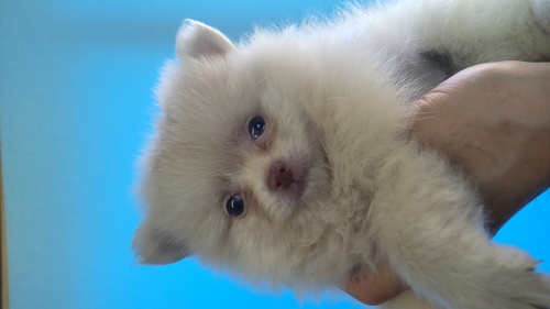 ポメラニアン 犬の販売・譲渡 9214 小さいクリームの女の子 込み込み価格