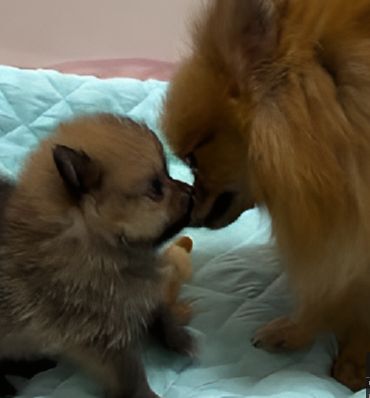 ポメラニアン 犬の販売・譲渡 9224 ちっちゃなポメちゃん♪ご家族決定♪