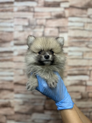 ポメラニアン 犬の販売・譲渡 9226 激かわポメラニアン君7258