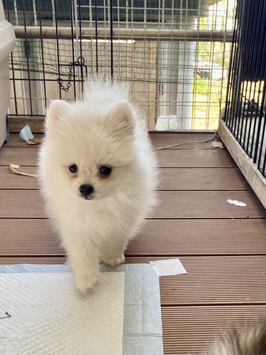 ポメラニアン 犬の販売・譲渡 9230 もこもこポメ 男の子