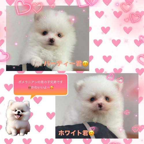 ポメラニアン 犬の販売・譲渡 9233 白系ポメちゃん兄弟(^^)