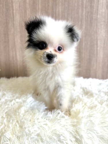 ポメラニアン 犬の販売・譲渡 9237 ホワイト&ブラックの男の子