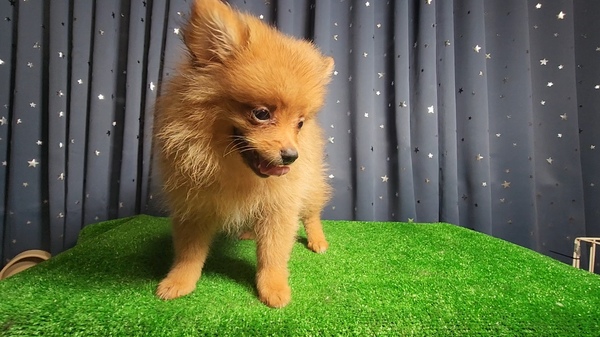 オレンジセーブル 犬の販売 9240