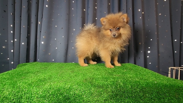イザベラ 犬の販売 9241