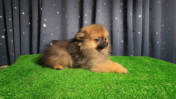 ウルフセーブル 犬の販売 9242