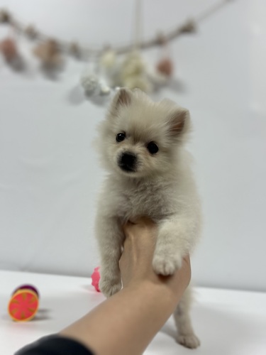 ポメラニアン 犬の販売・譲渡 9244 超超ミニミニポメラニアンちゃん!