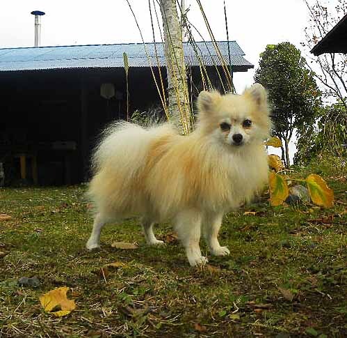 ポメラニアン 犬の販売・譲渡 9245 激可愛いポメラニアン