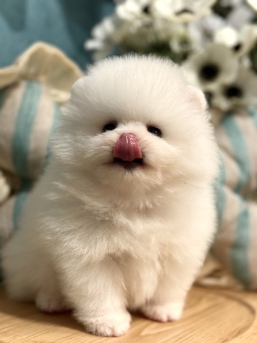 ポメラニアン 犬の販売・譲渡 9246 ◆両親外産◆チャオリアチャンピオン直子