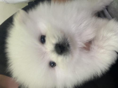 ポメラニアン 犬の販売・譲渡 9249 ポメラニアン生後2ヶ月男の子総額10万円