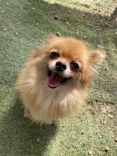 ポメラニアン 犬の販売・譲渡 9250 里親さん募集6歳の女の子