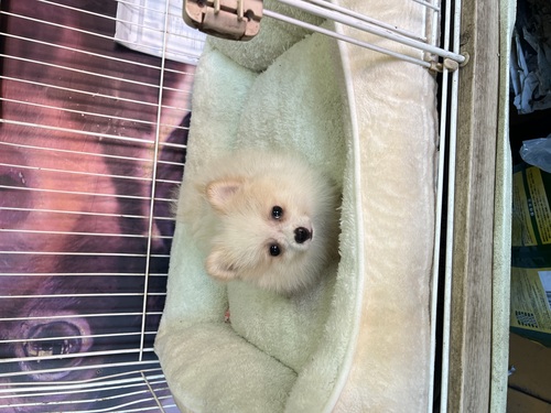 ポメラニアン 犬の販売・譲渡 9251 綺麗なホワイトパーティの女の子