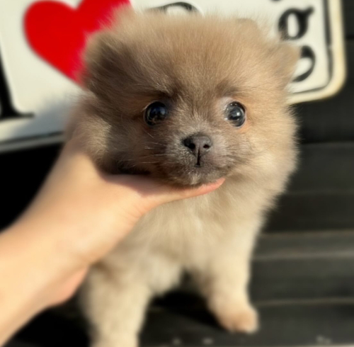 ポメラニアン 犬の販売・譲渡 9257 イザベラカラーの男の子