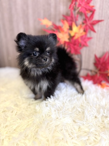 ポメラニアン 犬の販売・譲渡 9261 ブラックホワイトの女の子