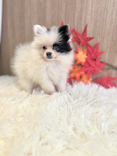 ポメラニアン 犬の販売・譲渡 9262 ブラックホワイト女の子