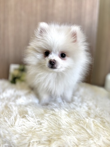 ポメラニアン 犬の販売・譲渡 9269 クリーム男の子