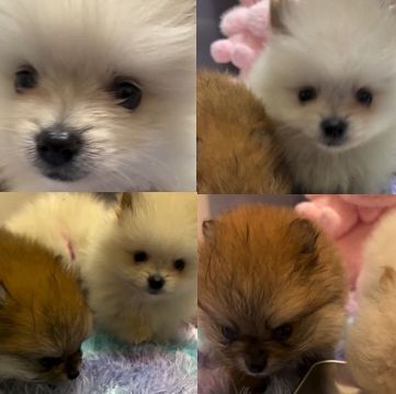 ポメラニアン 犬の販売・譲渡 9270 【安心!ブリーダー直販歴36年!】両親遺伝子検査済