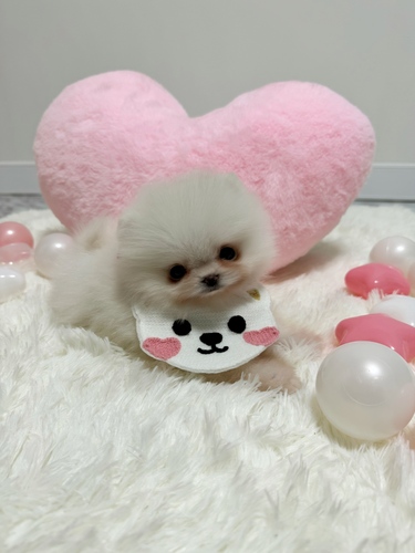 ポメラニアン 犬の販売・譲渡 9272 わたあめふわふわポメラニアン