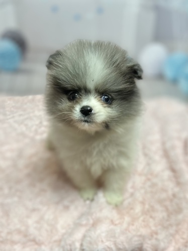 ポメラニアン 犬の販売・譲渡 9273 ブルーマール&ホワイトの男の子!